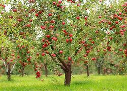 Image result for Summer Red Apple Tree