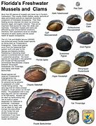 Image result for Types of Freshwater Clams