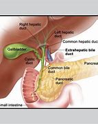 Image result for How Big Is Gallbladder