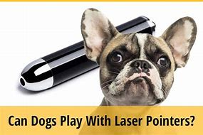 Image result for Dog Shooting Lasers