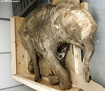Image result for Mummified Animal Remains