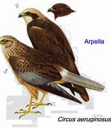 Image result for arpella