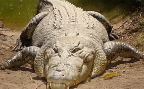 Image result for Saltwater Crocodile Documentary