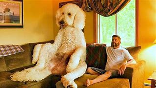 Image result for 10 Biggest Dogs in the World
