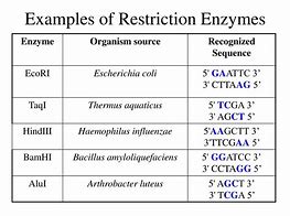 Image result for Restriction Enzymes Flowchart
