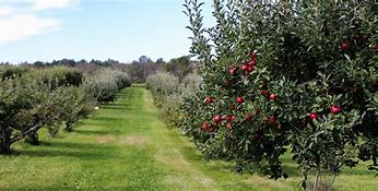 Image result for Permaculture Orchard