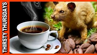 Image result for Kopi Luwak Most Expensive Coffee