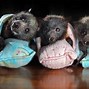Image result for Upside Down Bat Cute