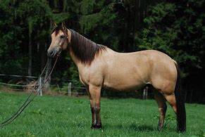 Image result for Buckskin Horse