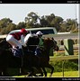 Image result for Horses Racing at Ascot