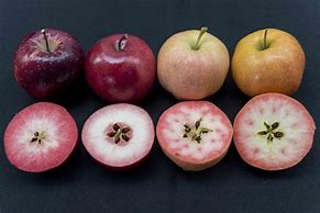 Image result for Apple Varieties with Red Flesh