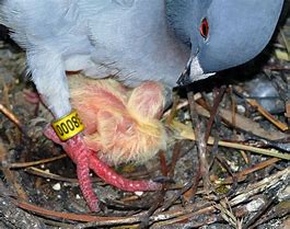 Image result for Pigeon Babies