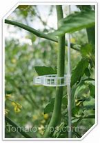 Image result for Tomato Plant Clips