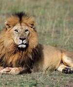 Image result for Animals in Lion King