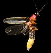 Image result for Tell Me About a Firefly
