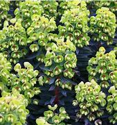 Image result for Euphorbia martinii (x) Baby Charm