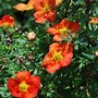 Image result for Potentilla fruticosa Red Ace