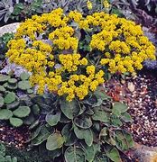 Image result for Eriogonum allenii Little Rascal