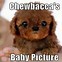 Image result for Super Cute Animal Memes