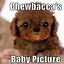 Image result for Cute Animal Memes