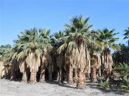 Image result for Desert Palm Trees