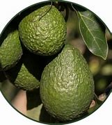 Image result for aguacat4