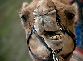 Image result for African Camel