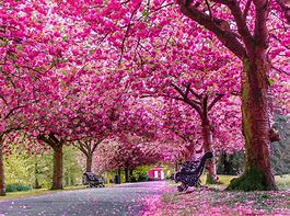 Image result for Beautiful Cherry Blossom Trees