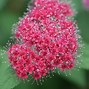 Image result for Spiraea japonica DOUBLE PLAY RED