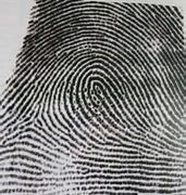 Image result for Loop Fingerprint