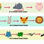 Image result for Longest Food Chain