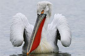 Image result for Pelican Menacing