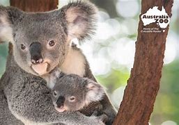 Image result for Koalas at Australia Zoo