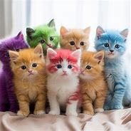 Image result for Rainbow Kittens