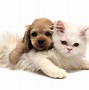 Image result for Dog with Cat Cool Glasses