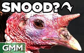 Image result for Weird Turkey