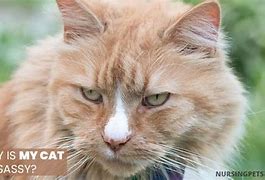 Image result for My Cat Sassy