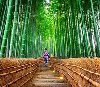 Image result for Arashiyama Kyoto Japan
