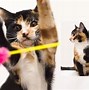 Image result for Unusual Calico Cats