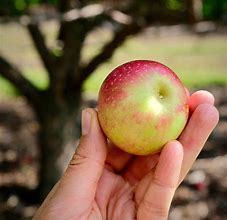 Image result for Rosybrook Apple