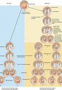 Image result for Mitosis and Meiosis Crossing Over