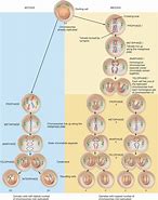 Image result for Difference Between Mitosis and Meiosis 2