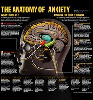 Image result for Brain Anatomy Stress