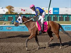 Image result for Endurance Horse Racing