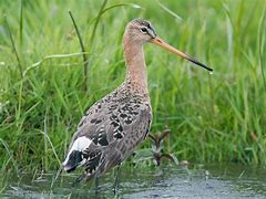 Image result for Limosa limosa