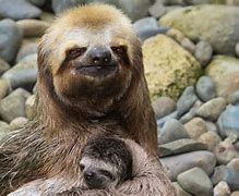 Image result for Gaming Sloth