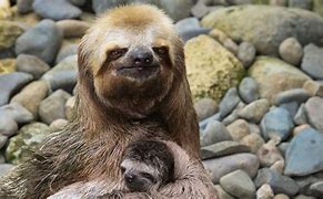 Image result for Sloth On Computer