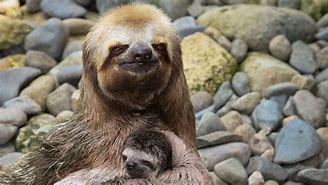 Image result for Lazy Sloth Meme