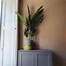 Image result for Giant Plant Pots