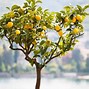 Image result for Citrus Tree Leaves Turning Yellow
